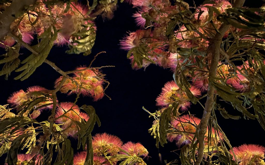 Flowers at night